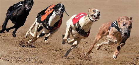 my racing greyhounds